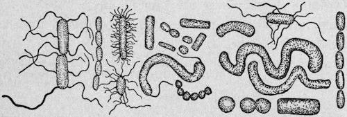 Bacteria