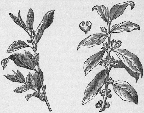 Tea and coffee plants
