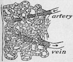 Blood tubes
