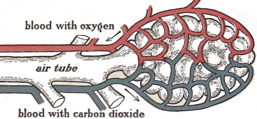 Air cells