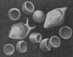 Blood cells
