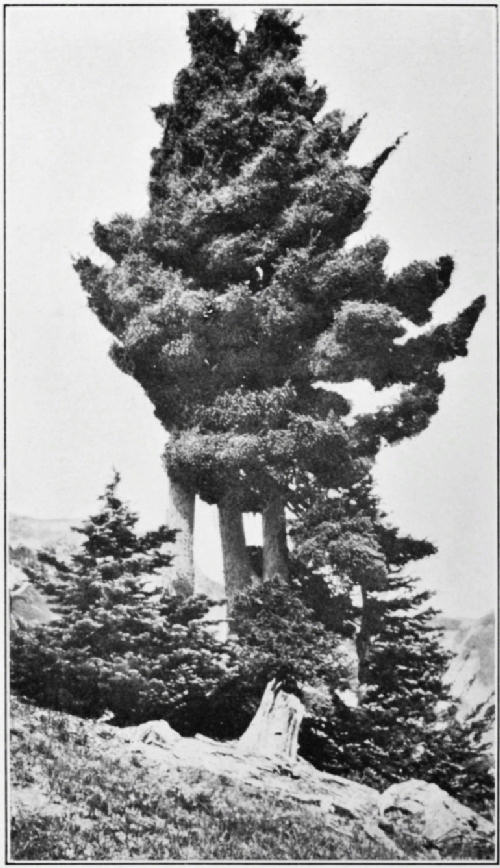 Fig. 19.