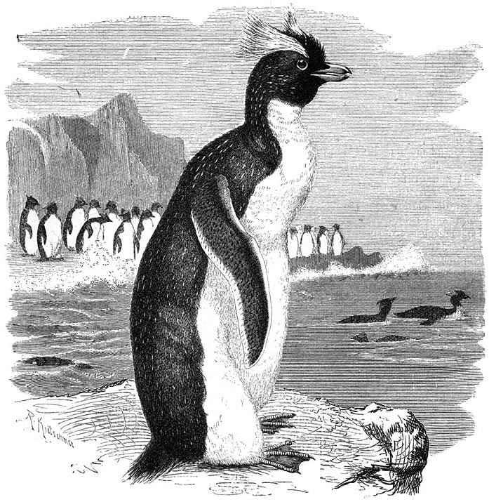Goudharige Pingoeïn (Aptenodytes chrysocome). 1/4 v. d. ware grootte.