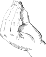 see text