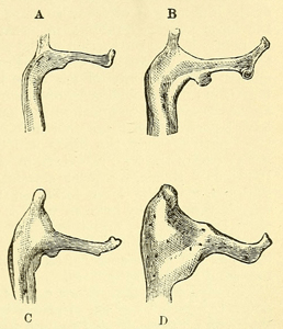 Illustration: 