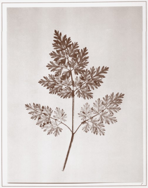 PLATE VII. LEAF OF A PLANT. PLATE VII. LEAF OF A PLANT.