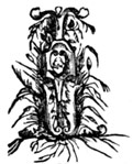 Drop capital I