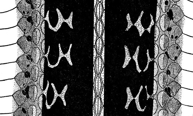 Fig. 2. Diagrammatic drawing of pattern in stretched skin of T. s. fitchi; the pale markings on the black dorsolateral area are scarlet (× 2-1/2).