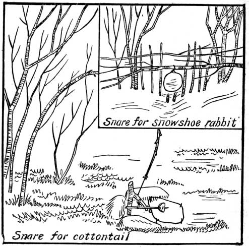 Rabbit Snares.