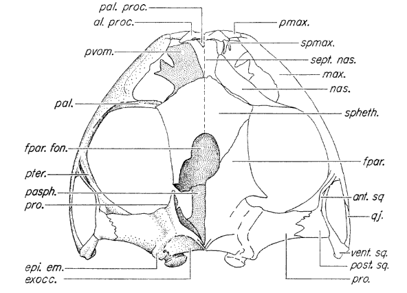 Partially disarticulated skull Partially disarticulated skull