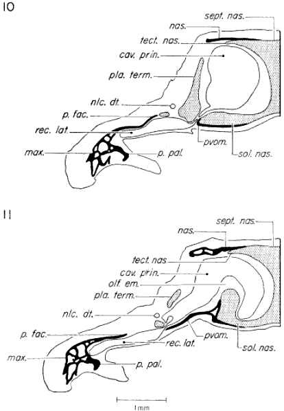 Transverse sections through posterior part of olfactory capsule Transverse sections through posterior part of olfactory capsule