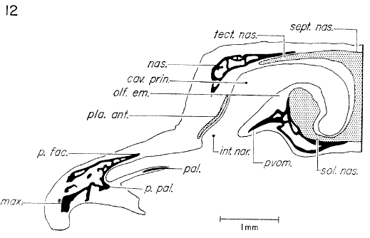 Transverse section through the olfactory capsule in region of planum antorbitale Transverse section through the olfactory capsule in region of planum antorbitale