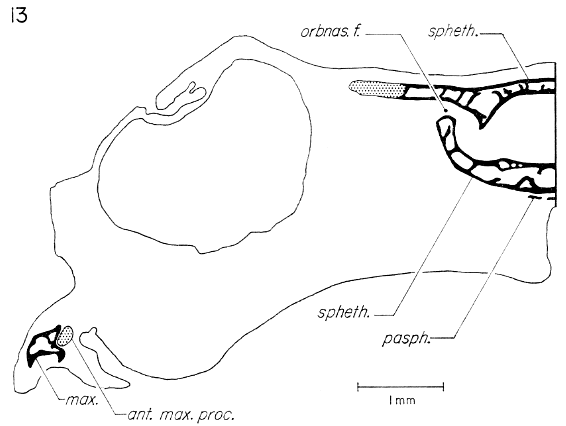 Transverse section through sphenethmoid region at level of orbitonasal foramen. Transverse section through sphenethmoid region at level of orbitonasal foramen.