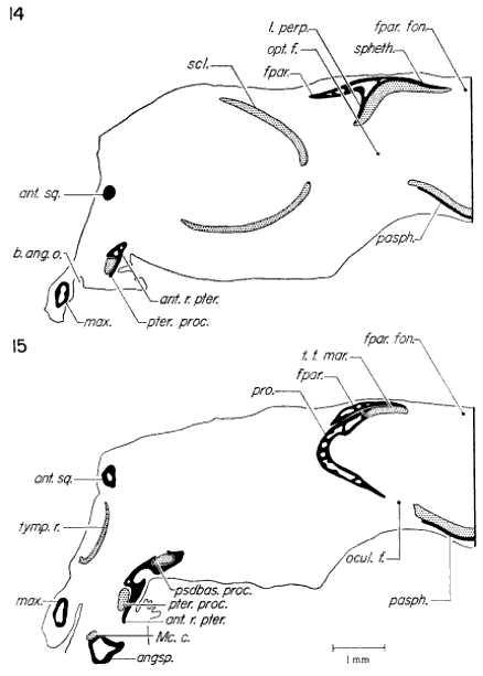 Transverse sections through skull Transverse sections through skull