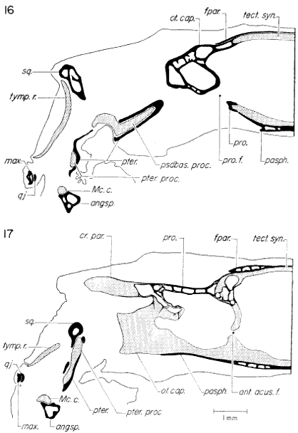 Transverse sections through otic region Transverse sections through otic region