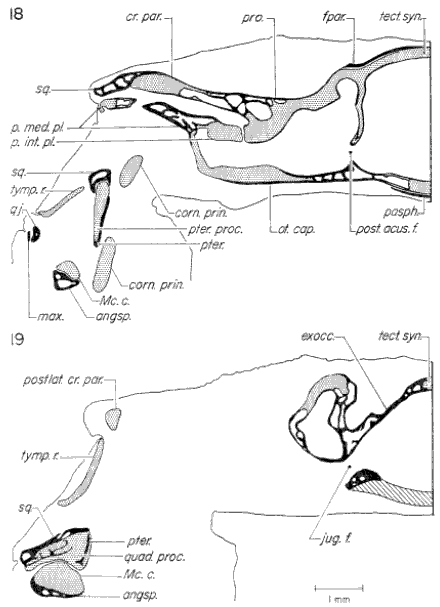 Transverse sections through otic capsule Transverse sections through otic capsule