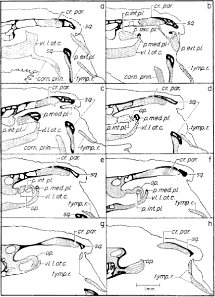 Transverse sections through otic capsule Transverse sections through otic capsule