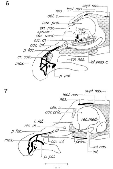 Transverse sections through olfactory capsule Transverse sections through olfactory capsule