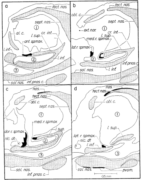 Transverse sections through olfactory capsule Transverse sections through olfactory capsule