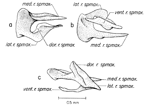 Septomaxillary Septomaxillary
