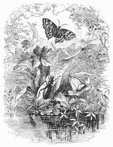 Butterflies, plants, flowers, insects and a stream.