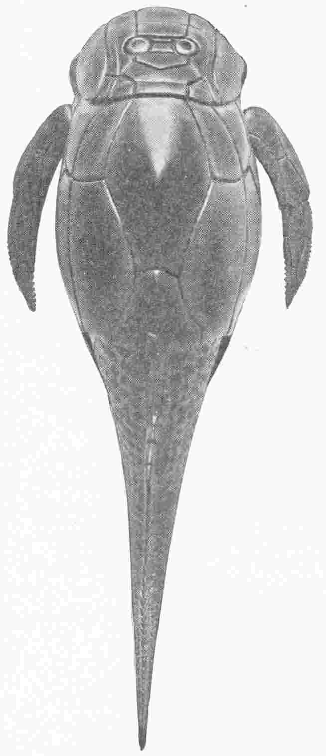 SPECIMEN OF THE PTERICHTHYS MILLERI OR SEA SCORPION  SHOWING BODY ARMOUR