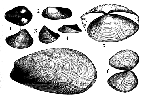 Group of Older Palaeozoic Lamellibranchs.