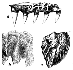 Baphetes planiceps.