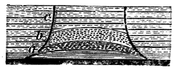 Section of base of erect Sigillaria.
