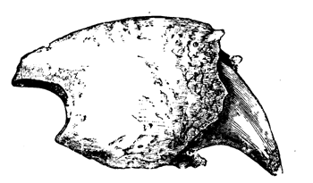 Ungual Phalanx and Claw-core   of Megatherium.