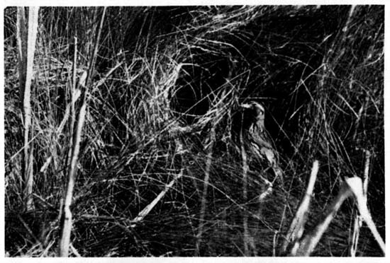 A female Sharp-tailed Sparrow at the entrance to her nest.