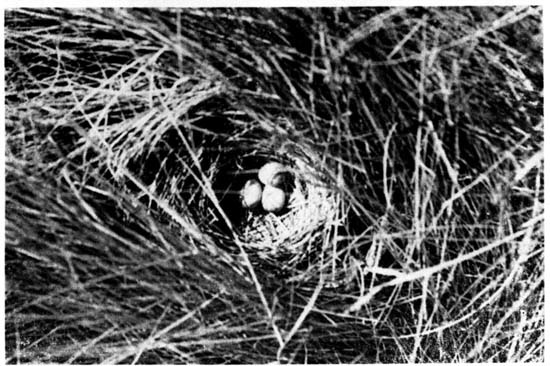 The nest of a Sharp-tailed Sparrow viewed from above.