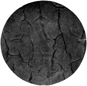 Form. 19