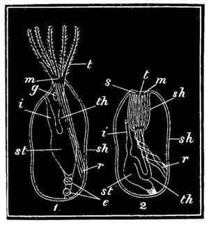 Fig. 73. Diagram of the animal in the Flustra or Sea-mat. 1, Animal protruding. 2, Animal retracted in the sheath. sh, Covering sheath. s, Slit. t, Tentacles. m, Mouth. th, Throat. st, Stomach. i, Intestine. r, Retractor muscle. e, Egg-forming parts. g, Nerve-ganglion.