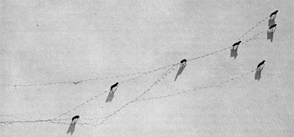 Figure 15.—The wolves studied soon became accustomed to the aircraft and could then be observed during their natural activity. (Photo courtesy of L. D. Mech.)