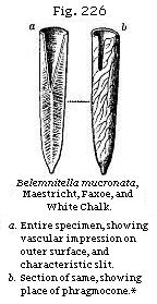 Belemnitella mucronata.