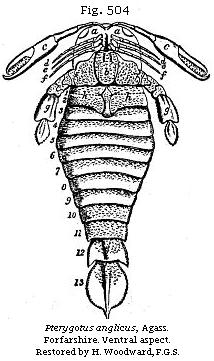 Fig. 504: Pterygotus anglicus. Ventral aspect.