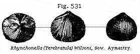 Fig. 531: Rhynchonella (Terebratula) Wilsoni.