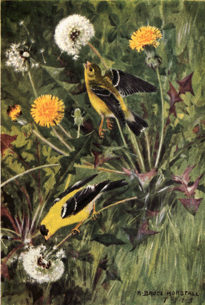 GOLDFINCH GOLDFINCH