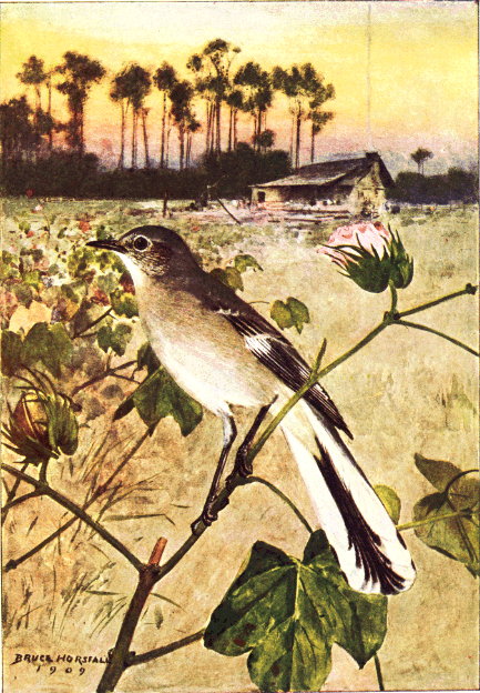 MOCKING-BIRD MOCKING-BIRD