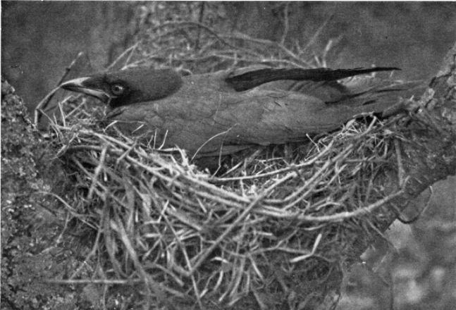 Crow on Nest Crow on Nest