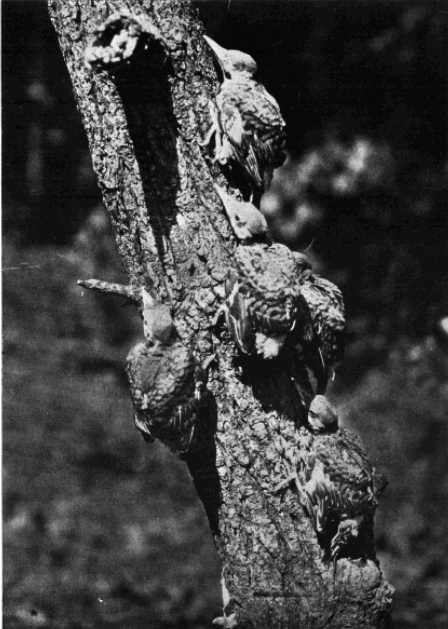 YOUNG FLICKERS ON DAY OF LEAVING NEST YOUNG FLICKERS ON DAY OF LEAVING NEST