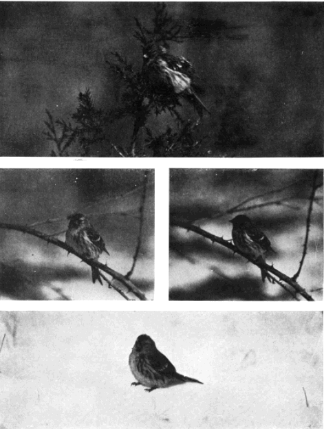 REDPOLLS REDPOLLS