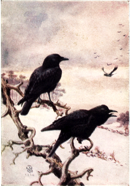 CROW CROW