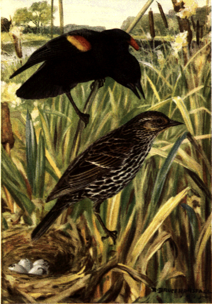 RED-WINGED BLACKBIRD RED-WINGED BLACKBIRD