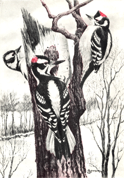 DOWNY and HAIRY WOODPECKERS DOWNY and HAIRY WOODPECKERS