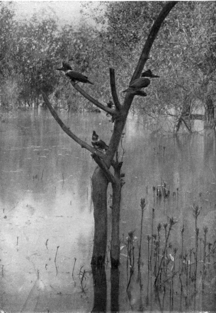 YOUNG KINGFISHERS YOUNG KINGFISHERS