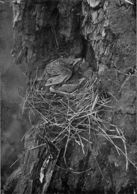 GRACKLE'S NEST AND YOUNG GRACKLE'S NEST AND YOUNG