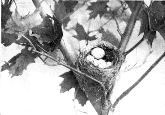 YELLOWBIRD NEST, SHOWING COWBIRD EGG YELLOWBIRD NEST, SHOWING COWBIRD EGG