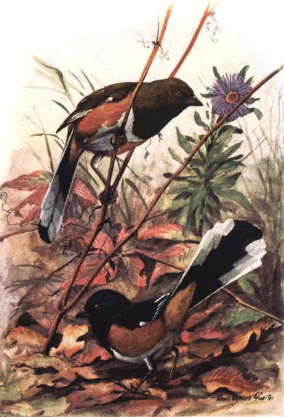 TOWHEE TOWHEE